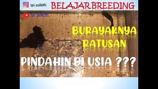 Pindahin Burayak Umur 4 Hari |Pemula Breed|