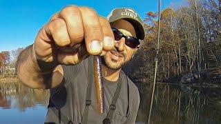 BASS FISHING DURING THE FALL TURNOVER (NED RIG STRIKES AGAIN!)