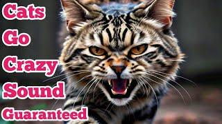 Various Cat sounds Guaranteed to Make Your Cat go Crazy! 2 Hours!