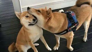 Funniest Shiba Inu Compilation #2 - Best Funny Shiba Inu Videos 2018