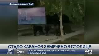 Стадо кабанов заметили на левом берегу Нур-Султана