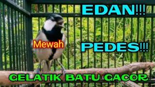 EDAN! PEDES BENER GELATIK BATU GACOR INI