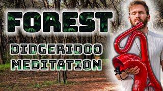 69Hz Forest Meditation | 1 Hour Didgeridoo Meditation | Strawberry Man | Relax \ Study Music (2025)