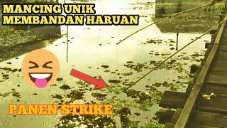 panen strike predator!!kakek MAIL membandan haruan(fishing tradisional)