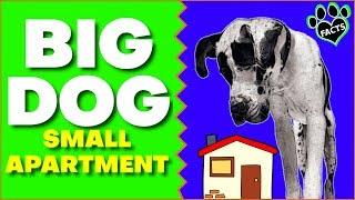 7 Best Large Dog Breeds for Apartments - Large Apartment-Friendly Dogs