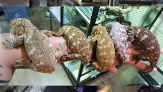 《香港爬道》 清潔巨人守宮飼養箱, setting, 餵食！giant gecko