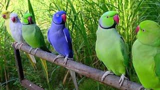 Amazing talking parrot