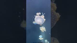 Jellyfishes at Shedd Aquarium 2022 #shorts