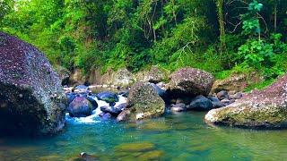 Relax with the sound of gently flowing water. Immerse yourself to sleep in the beautiful wild forest