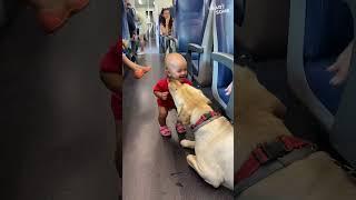 Train Ride Buddies! Toddler's Giggles & Playful Pup Melt Hearts