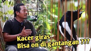 Cara buat Kacer giras on di gantangan by Chan kasep