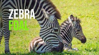 Adorable Baby Zebra Delights At Noah’s Ark Zoo Farm