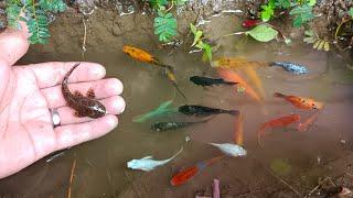 Wow! Catch colorful betta fish, balloon molly fish, goldfish, catfish, lemon fish, platy fish, comet