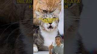 TERNYATA INI ALASAN KUCING JANTAN MENGGIGIT KUCING BETINA SAAT KAWIN 