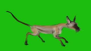 running jackal green screen/ green screen video animals