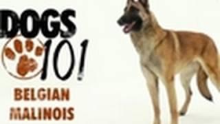 Dogs 101 - Belgian Malinois