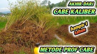 AKHIR DARI CABE KALIBER !!! UMUR HAMPIR 1 TAHUN - METODE PROFESOR CABE MAS UDIN