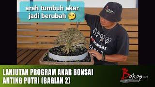 LANJUTAN PROGRAM AKAR  BONSAI ANTING PUTRI (bagian 2)