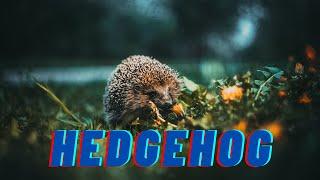 Hedgehog Guide - Everything You Need to Know