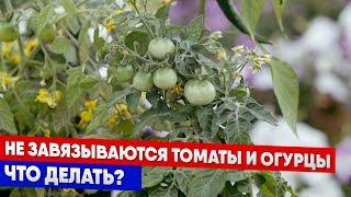 Не завязываются томаты и огурцы - что делать?