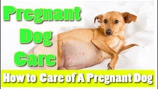 Pregnant Dog Care: How to Take Care for Your Pregnant Puppies