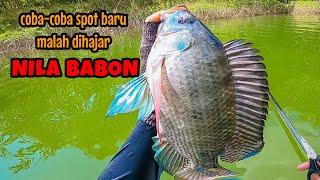 AWALNYA COBA-COBA‼️ MALAH DIHAJAR NILA BABON || mancing ikan nila di waduk wonorejo Tulungagung