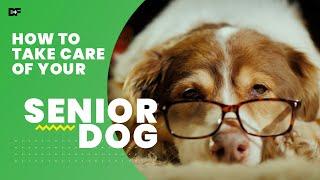 Tips On How To Keep a Senior Dog Healthy