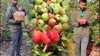 Apple picking in Mohnton - a biggest apple farming in Lancaster, Pennsylvania