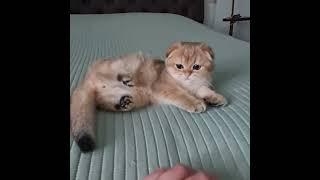 Ostin is Scottish Fold сontact kitten, who loves caress