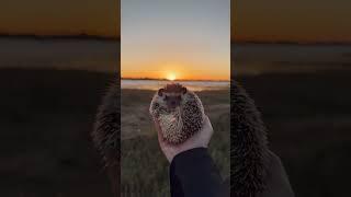 TFW the sunset is at 7 30pm#hedgehog #hedgehogs #hedgehogsofinstagram #hedgehoglove #babyhedge