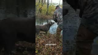 GSP retrieve Versus Labrador retrieve