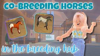 Co-Breeding Horses in the BREEDING HUB With Random People! | Wild Horse Islands