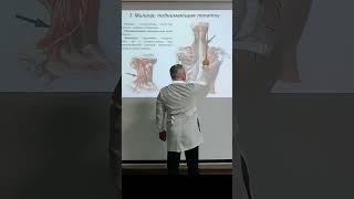 Мышца, поднимающая лопатку (m. levator scapulae) #анатомиячеловека #эдгаркафаров #анатомия