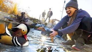 We Released the Mandarin Ducks in the Aviary