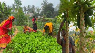 শীতের সকালে কুয়াশার মধ্যে মাঠে টাটকা সবজি তোলার মজাটাই আলাদা ||