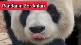 Pandanın Zor Anı - Açlık Halleri