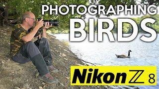 Photographong birds with my Nikon Z8 at Knypersley Reservoir