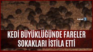 Esenyurt'ta Şoke Eden Görüntüler | Kedi Büyüklüğünde Fareler Sokakları İstila Etti