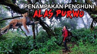 Misteri 𝑷𝒓𝒆𝒅𝒂𝒕𝒐𝒓 𝑱𝒂𝒘𝒂 Penghuni Hutan ALAS PURWO [ Penelusuran ]