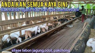 Sudah Ketemu Jalan Kemudahan, Dengan Pakan Kambing Silase Tebon Jagung Dan Odot