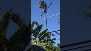 Trimming 31' tall Coconut Tree  #shorts