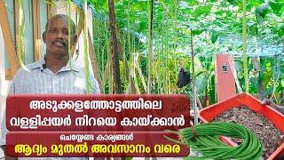 വള്ളിപ്പയർ നിറയെ കായ്ക്കാൻ !  | ഒറ്റവീഡിയോയിൽ ആദ്യം മുതൽ അവസാനം വരെ | Payar Krishi In Malayalam