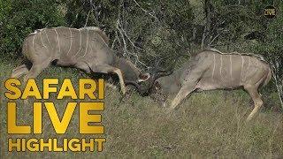 Kudu bulls clash in epic battle