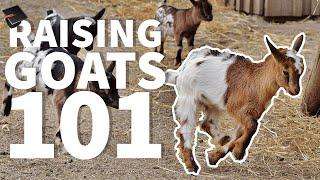 Raising Goats 101 : Beginner FAQS