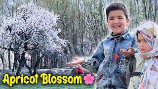 Spring Season in My Village  Apricot Blossom  | Khobsurat Nazara 