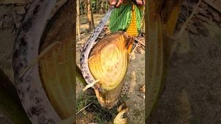 banana tree satisfy cutting, 3 #satisfying #asmr #shorts #short #trending #banana #nature #foryou