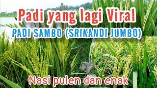 Padi SAMBO (Srikandi Jumbo) Nasi pulen dan enak