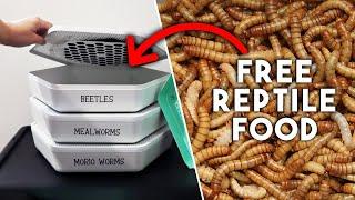 Save Money & Grow Your Own Feeder Insects | Bug Factory Unboxing