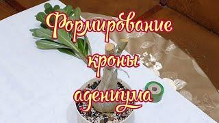 Адениумы // Формирование кроны адениума. Обрезка. How to apply for an adenium crown