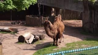 Bactrian Camel Born at Lincoln Park Zoo